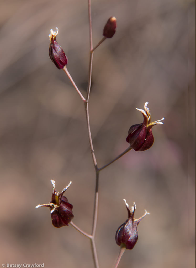 Rare plants: black jewel flower (Streptanthus glandulosus, subspecies niger) growing in Old Saint HIlary's Preserve, in Tiburon, California by Betsey Crawford