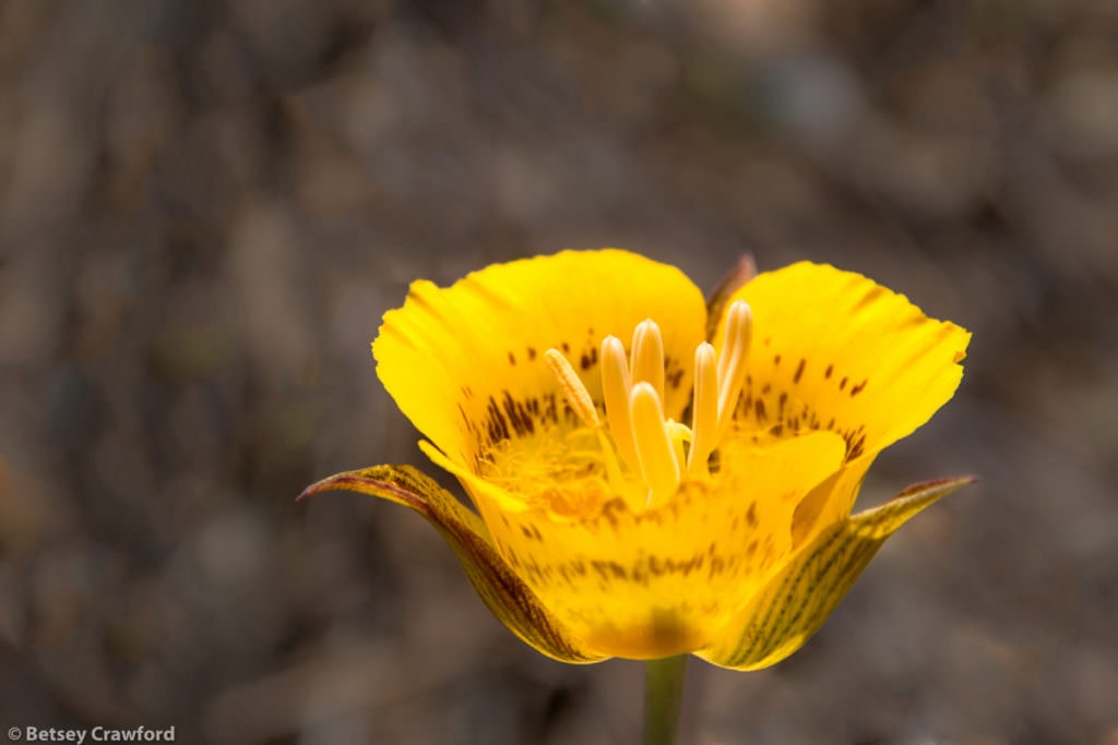 Yellow mariposa lily (Calochortus luteus) growing in Old Saint HIlary's Preserve, in Tiburon, California by Betsey Crawford