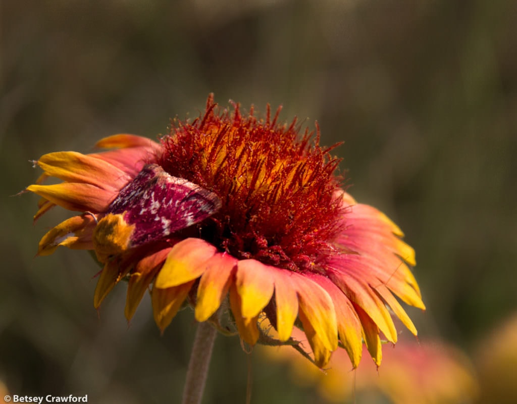 Blanket flower (Gaillardia pulchella) in Smoky Valley Ranch, a prairie preserve owned by the Nature Conservancy by Betsey Crawford