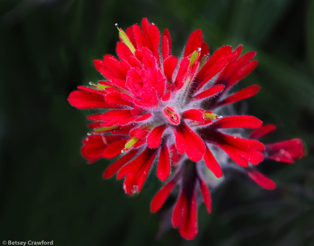 Coast Indian paintbrush (Castilleja affinis) taken in Solstice Canyon, Malibu, California by Betsey Crawford