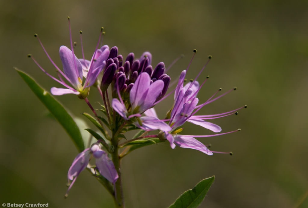 Pink cleome (Cleome serrulata) in the Pawnee National Grasslands, northeastern Colorado, by Betsey Crawford