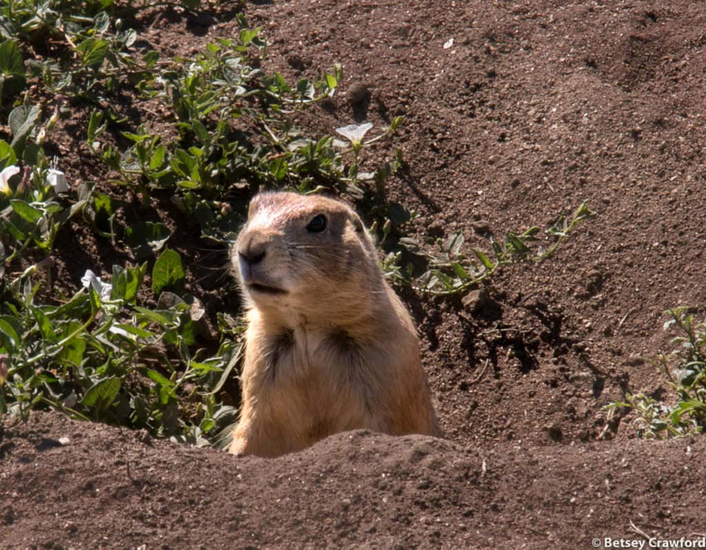 A praire dog poking his head out of his burrow in Bear Creek Greenbelt, Lakewood, Colorado by Betsey Crawford