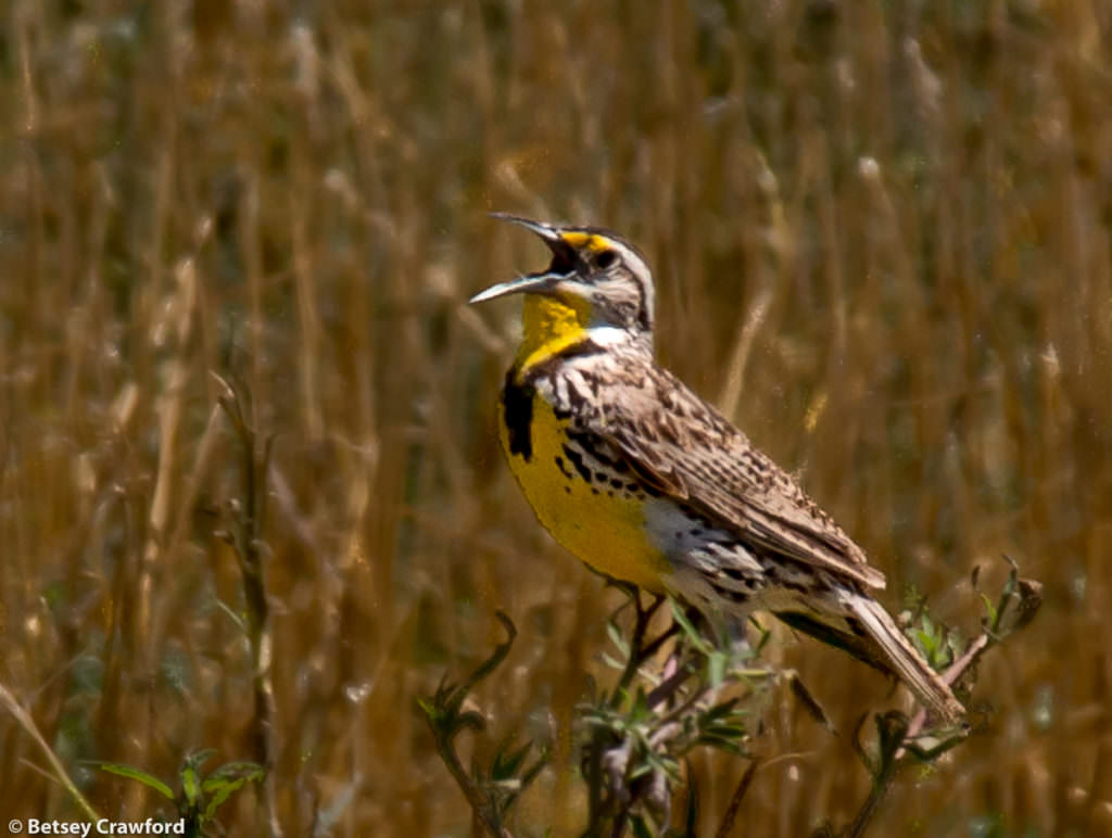 A western meadowlark (Sturnella magna) sings in the Smoky Valley Ranch prairie preserve by Betsey Crawford