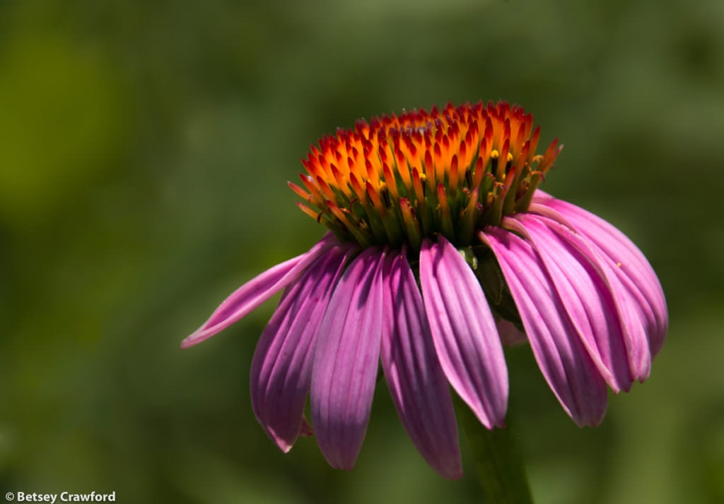 Black Sampson echinacea (Echinacea angustifolia) taken at the Konza Prairie Biological Station in the Flint Hills prairie in central Kansas by Betsey Crawford