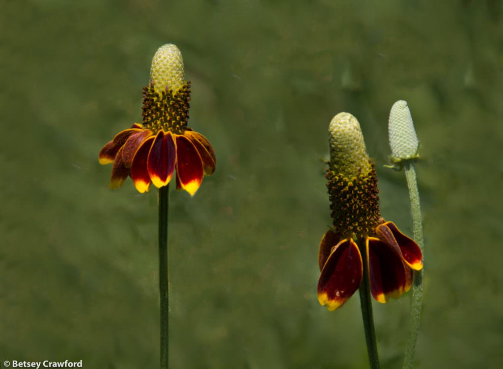 Prairie coneflower (Rudbeckia nitida) at the Konza Prairie Biological Station in the Flint Hills of Kansas by Betsey Crawford