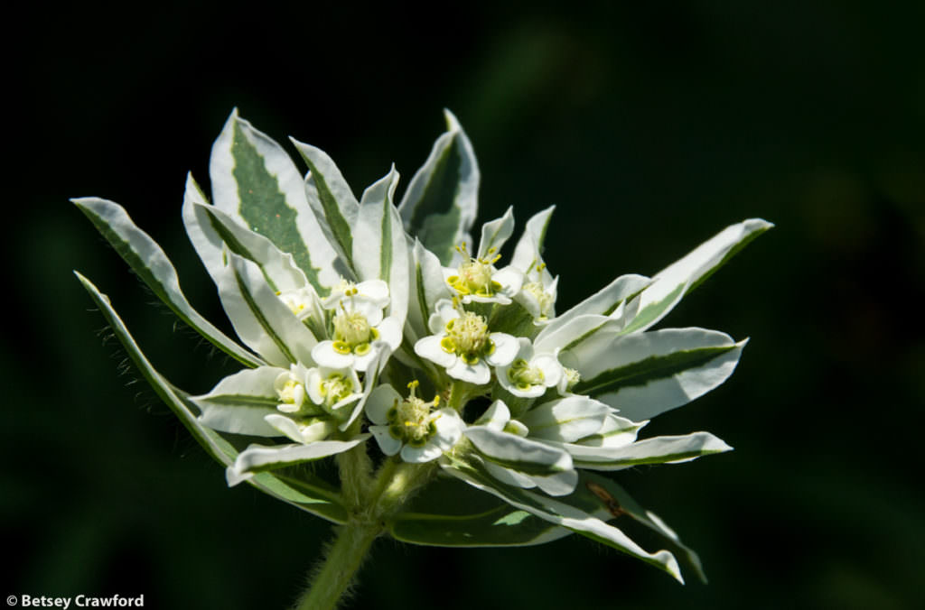 Snow on the mountain (Euphorbia marginata) in the Tallgrass Prairie Preserve in the Flint Hills of Kansas by Betsey Crawford