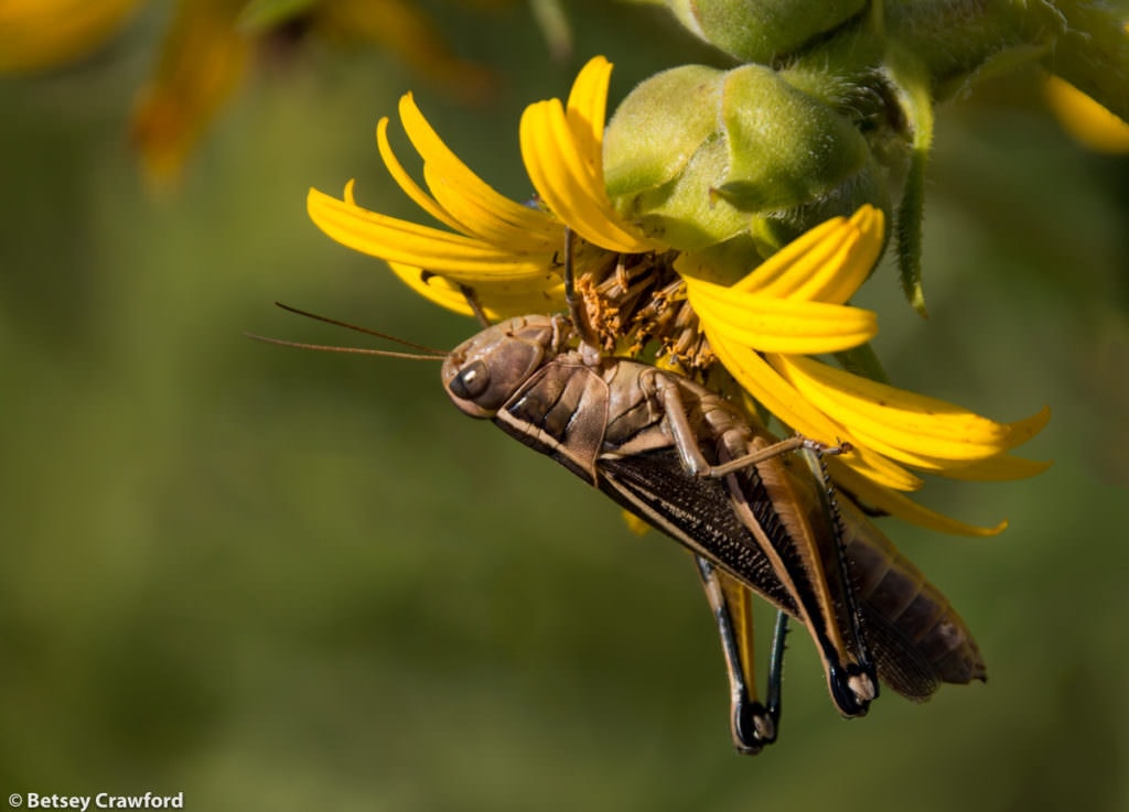 Whole-leaf rosinweed (Silphium integrifolium) and grasshopper taken at the Konza Prairie Biological Station in the Flint Hills prairie in central Kansas by Betsey Crawford