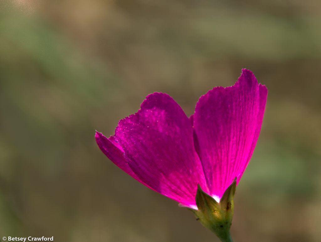 Poppy mallow (Callirhoe digitata) taken at Linden's Prairie, Mount Vernon, Missouri by Betsey Crawford