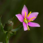 Rose gentian (Sabatia angularis) Golden Prairie, Golden City, Missouri by Betsey Crawford