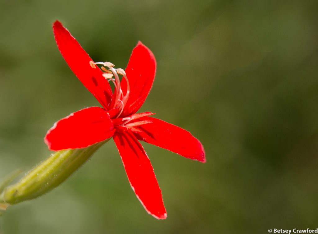 Royal catch fly (Silene regia) taken at Linden's Prairie, Mount Vernon, Missouri by Betsey Crawford