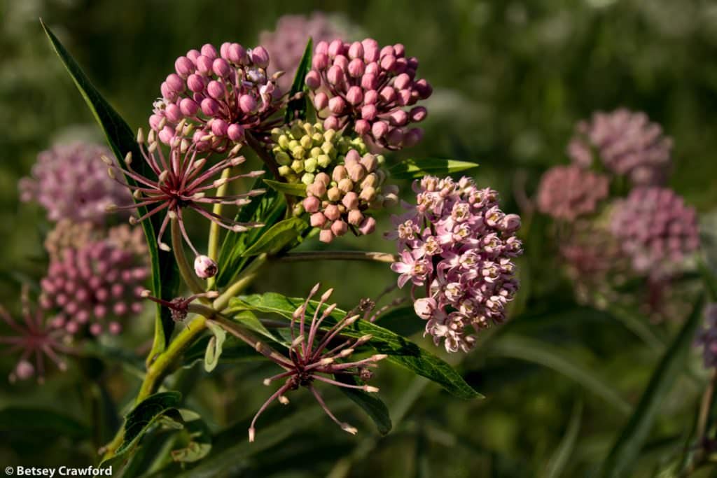 Swamp milkweed (Asclepias incarnata) at Golden Prairie, Golden City, Missouri by Betsey Crawford