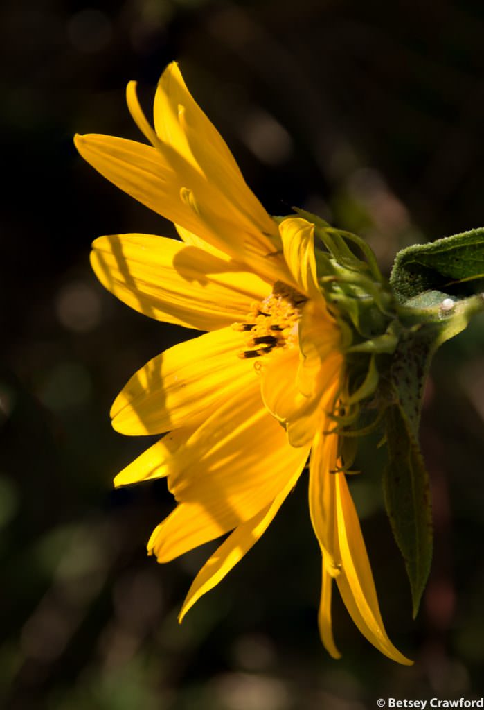 Woodland sunflower (Helianthus strumosus) on Wayne Morton's savannah, Osceola, Missouri by Betsey Crawford