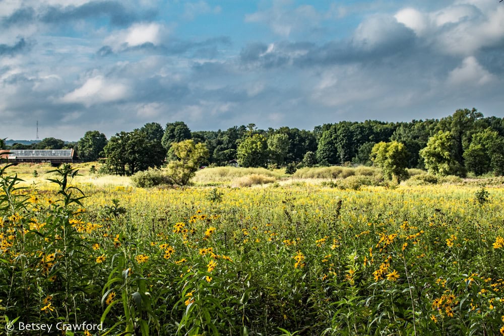 Curtis Prairie spreads out toward trees in the midground, topped with blue sky with clouds. Photo by Betsey Crawford.