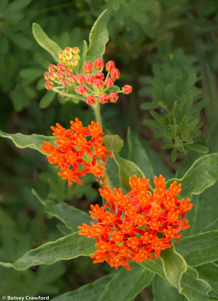 Butterfly weed (Asclepias tuberosa) Osceola, Missouri by Betsey Crawford