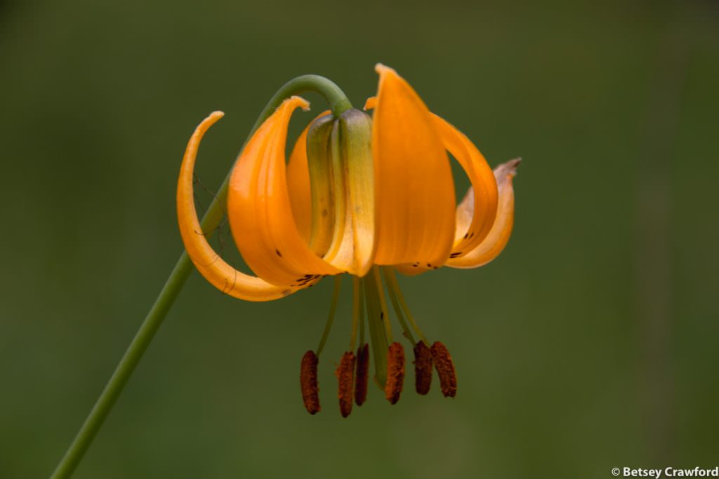 Orange flowers-Columbia lily (Lilium columbarium) taken at a roadside stop in southern British Columbia by Betsey Crawford