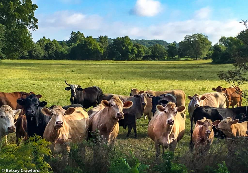 a herd of curious cows in Osceola, MIssouri by Betsey Crawford