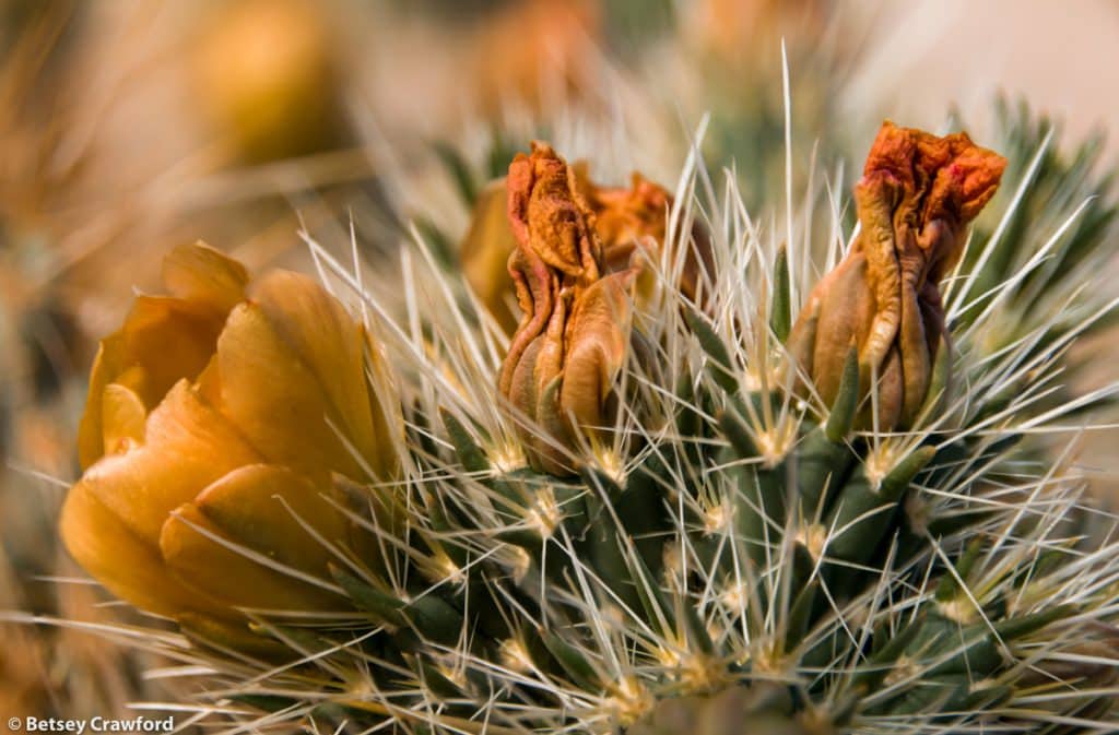 Orange flowers-Gander's cholla (Cholla cylindropuntia ganderi) taken in the Anza Borrego Desert in southern California by Betsey Crawford