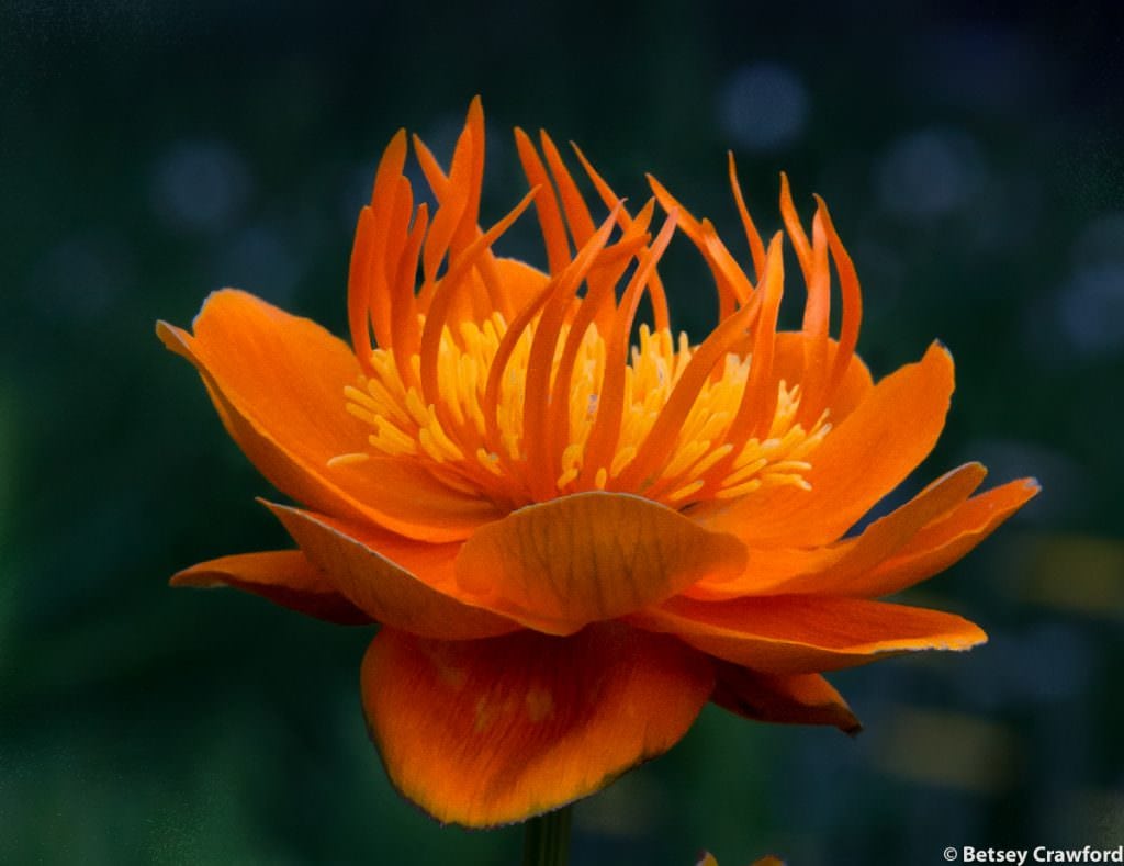 Orange flowers-Globe flower (Trollies species) taken in Manito Park, Spokane, Washington by Betsey Crawford