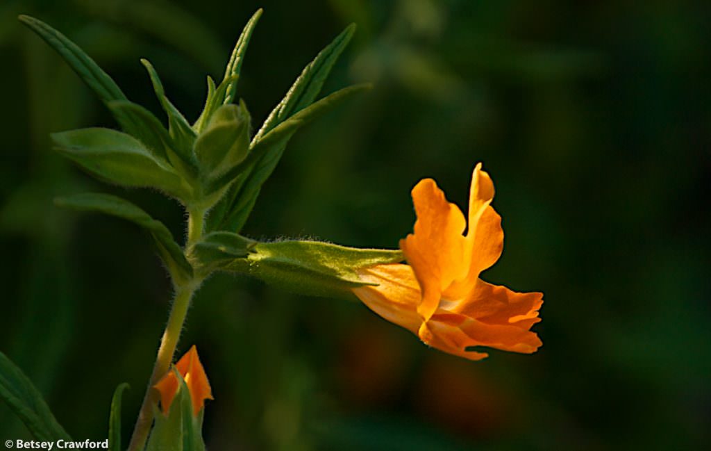 Orange flowers-Monkey flower (Limulus aurantiacus) in the Charmless Wilderness in the Santa Monica Mountains, California by Betsey Crawford