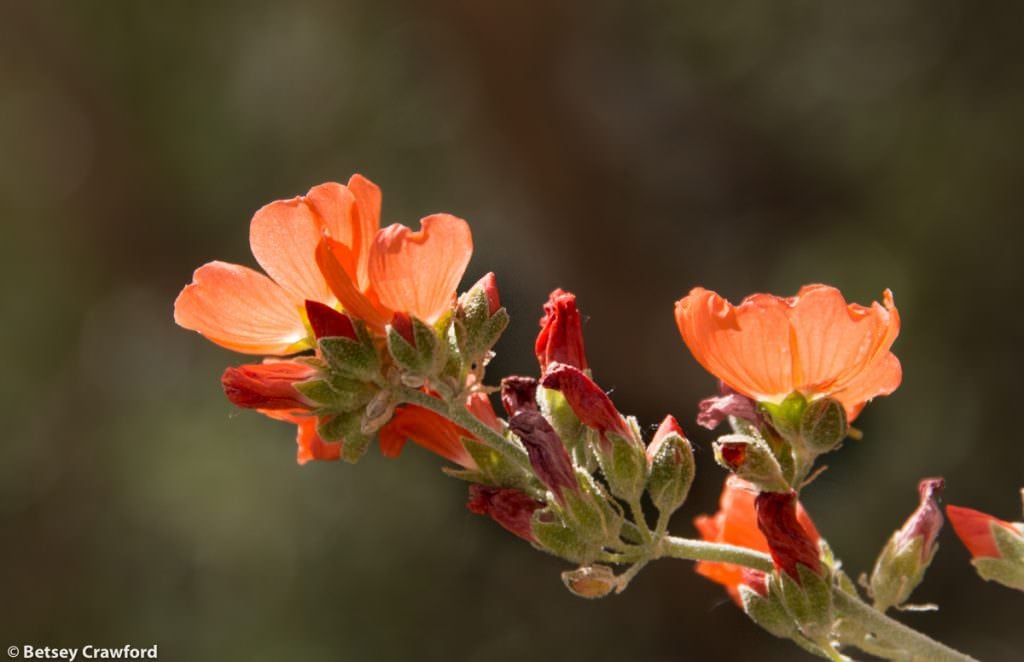 Orange flowers-Orange globe mallow (Sidalcea malviflora) taken at Newspaper Rock in southeastern Utah by Betsey Crawford