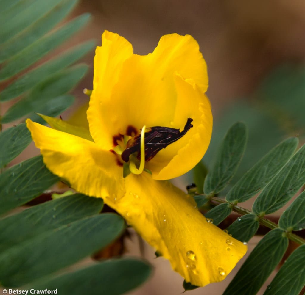 Partridge pea (Chaemaecrista fasciculata) taken in Osceola, Missouri by Betsey Crawford