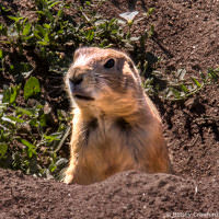 The prairie dog is a point of contention between local farmers and Smoky Valley Ranch, a Nature Conservancy Preserve in Kansas by Betsey Crawford