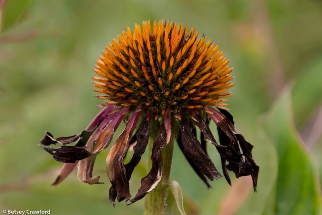 Orange flowers-Purple coneflower (Echinacea purpurea) taken at Curtis Prairie, Madison, Wisconsin by Betsey Crawford