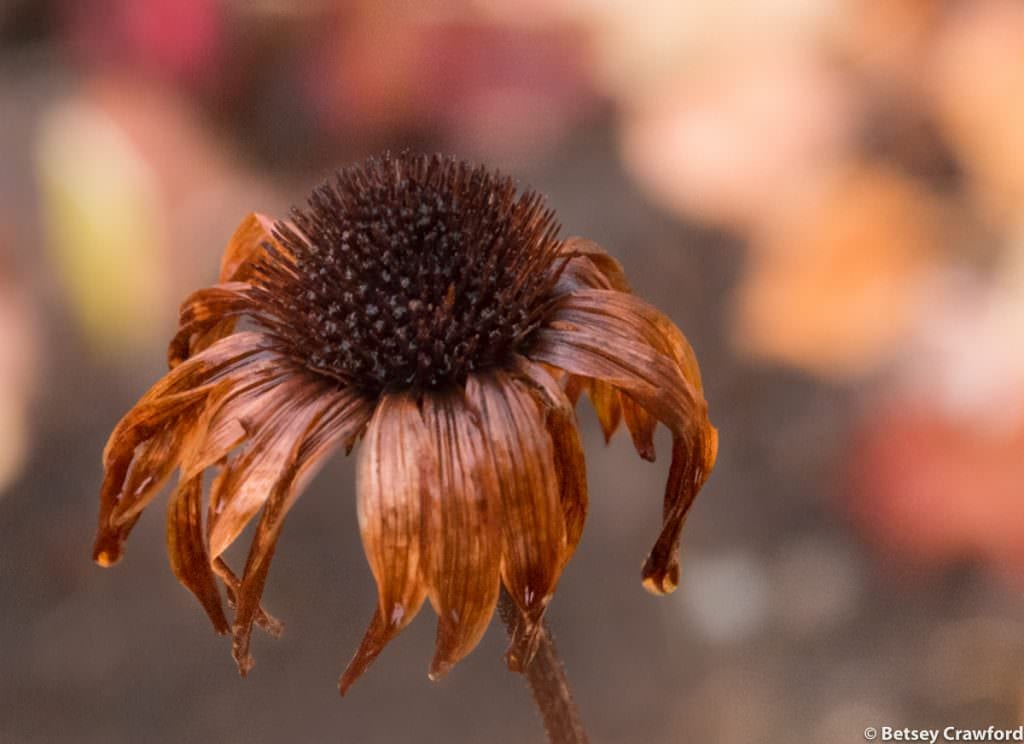 Orange flowers-Purple coneflower (Echinacea purpurea) taken in Sandpoint, Idaho by Betsey Crawford