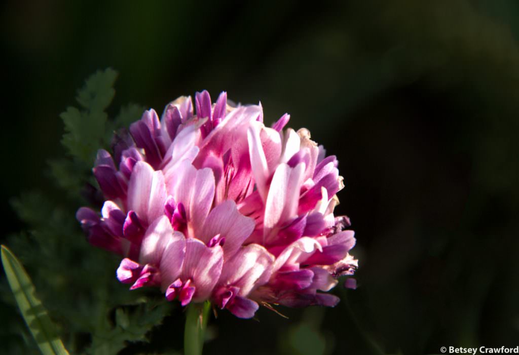 Cow clover (Trifolium wormskioldii) Chimney Rock trail, Point Reyes National Seashore, California by Betsey Crawford