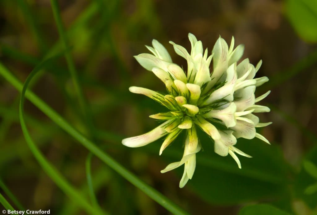 White clover (Trillium repens) Cougar Bay trail, Coeur d'Alene, Idaho by Betsey Crawford