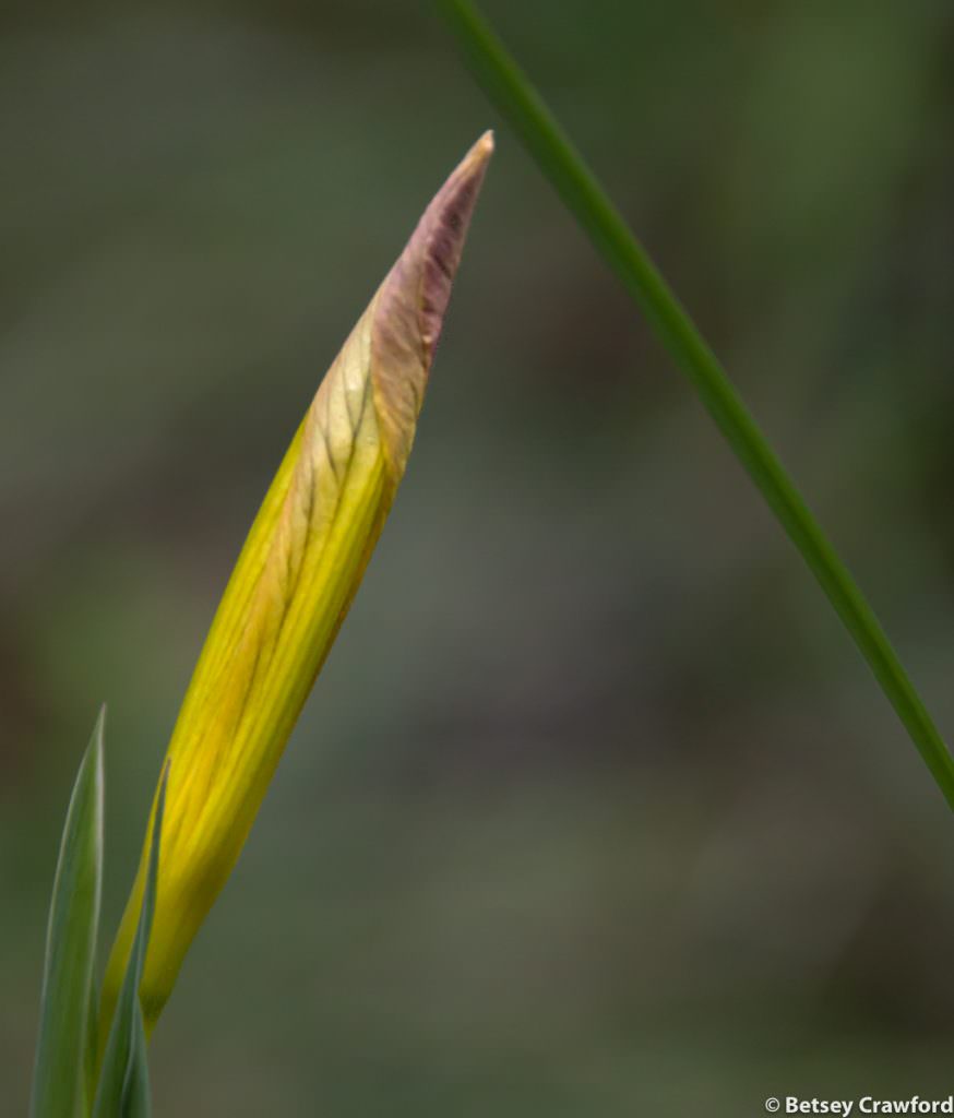 Fernald's iris (Iris fernaldii) on King Mountain, Larkspur, California by Betsey Crawford