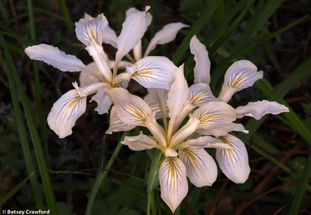 Fernald's iris (Iris fernaldii) on Ring Mountain, Tiburon, California by Betsey Crawford