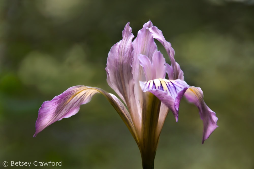 Light purple Pacific coast iris (Iris douglasiana) with darker purple stripes and yellow nectar guides agains a green background. Photo by Betsey Crawford