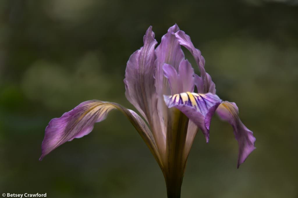 Pacific coast iris (Iris douglasiana) along the Hoo-Koo-e-Koo Trail, Larkspur, California by Betsey Crawford