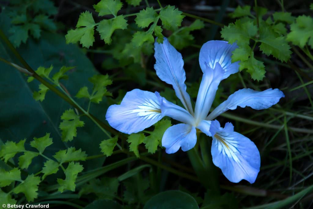 Pacific coast iris (Iris douglasiana) along the Hoo-Koo-e-Koo Trail, Larkspur, California by BetsyCrawford