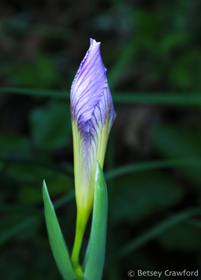 Purple bud of Pacific coast iris (Iris douglasiana) still closed, showing darker purple stripes and light green spines. Photo by Betsey Crawford