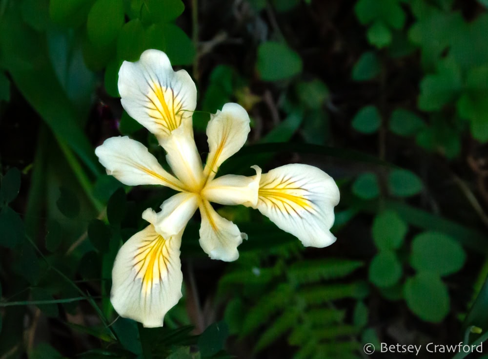 Cream colored Pacific coast iris (Iris douglasiana) with purple stripes and bright yellow nectar guides against a dark green background of leaves and ferns. Photo by Betsey Crawford