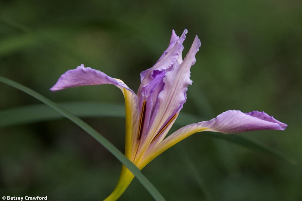 Pacific coast iris (Iris douglasiuna) along the Hoo-Koo-e-Koo Trail, Larkspur, California by Betsey Crawford