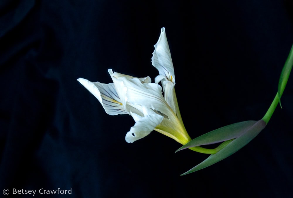 White Pacific coast iris (Iris douglasiana) beginning to open, showing dark purple stripes and yellow nectar guides. Photo by Betsey Crawford