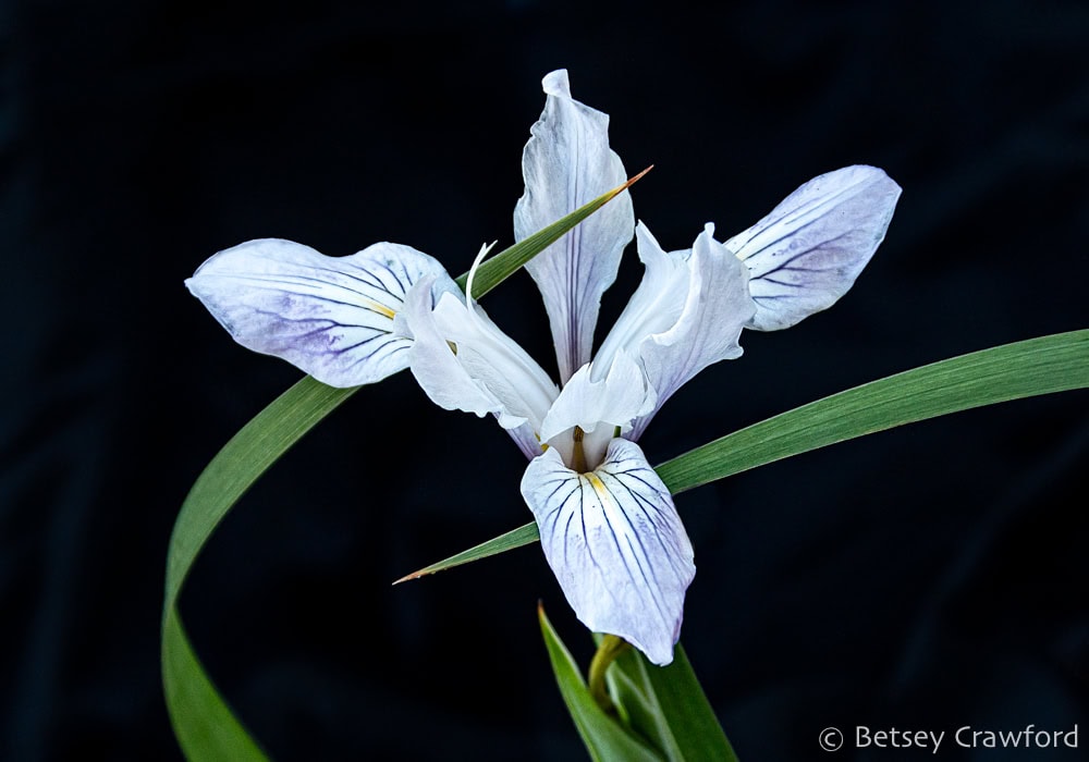 White Pacific coast iris (Iris douglasiana) showing dark purple stripes and yellow nectar guides intersected by two of its sword-shaped leaves. Photo by Betsey Crawford