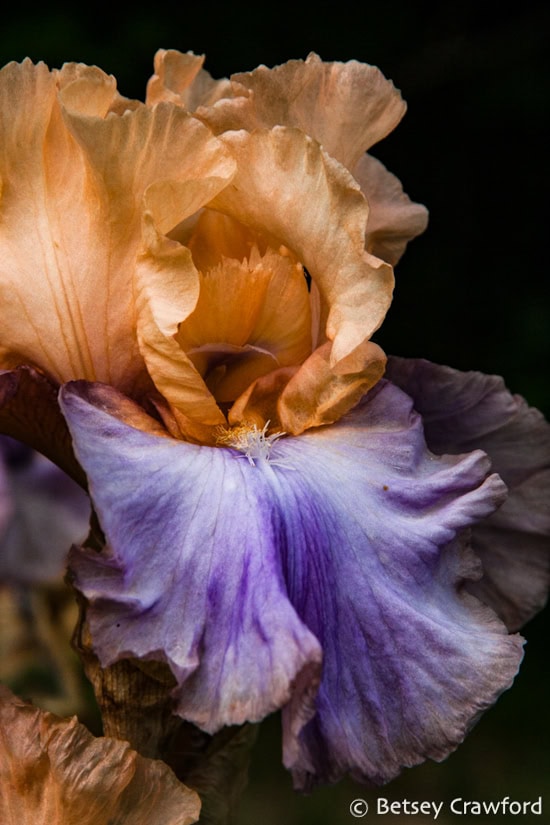 Glowing peach petals and lavender falls of bearded iris with ruffled edges against a dark background. Photo by Betsey Crawford.
