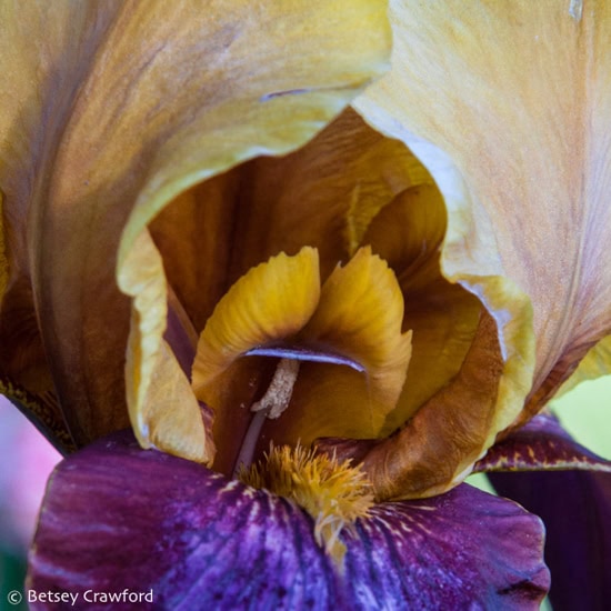 The innards of a bearded iris showing the orange beard leading under the purple stigma to the white, pollen laden anther