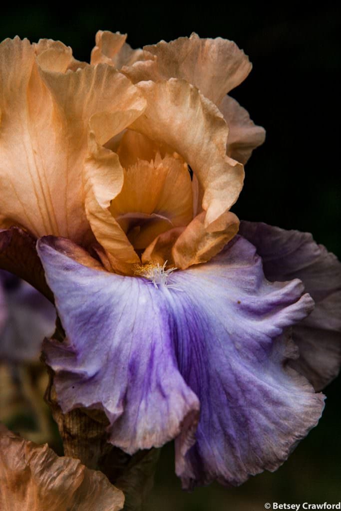 Bicolor bearded iris growing in Manito Park, Spokane, Washington by Betsey Crawford