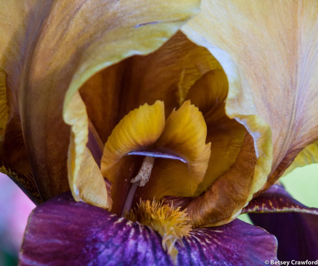 Bearded iris growing in Manito Park, Spokane, Washington by Betsey Crawford