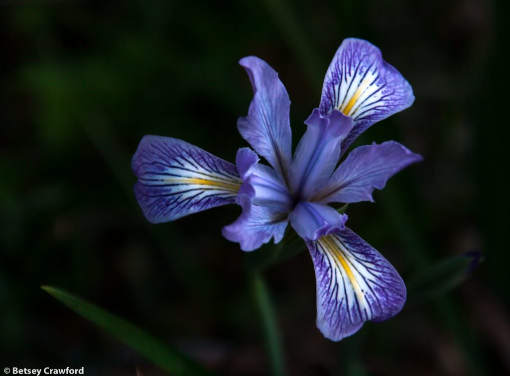 Pacific coast iris (Iris douglasiana) on Ring Mountain, Tiburon, California by Betsey Crawford