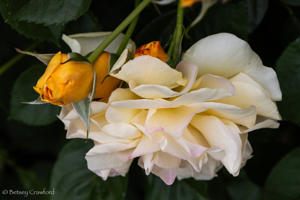 Pale peach rose facing downward with deep yellow buds by Betsey Crawford