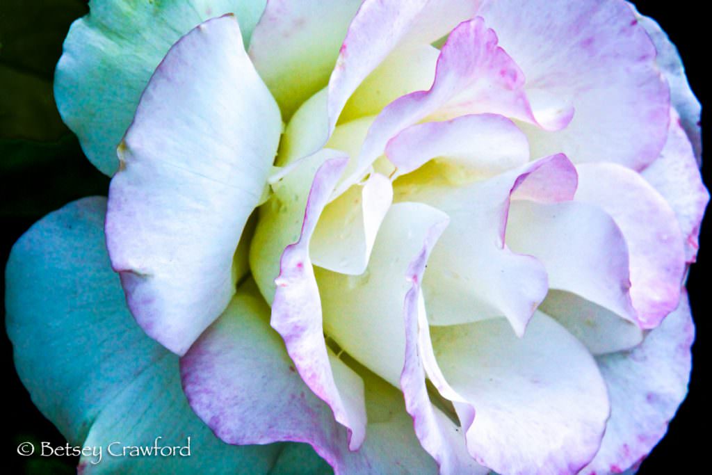 White and pink rose in Manito Park, Spokane, Washington, by Betsey Crawford