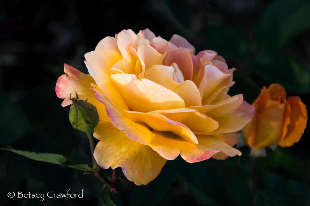 Yellow and pink rose in Manito Park, Spokane, Washington by Betsey Crawford