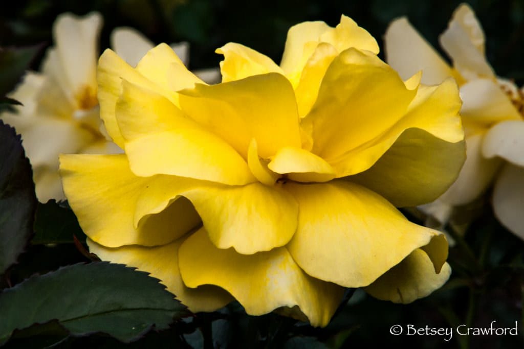 Yellow rose in full bloom in Manito Park, Spokane, Washington, by Betsey Crawford