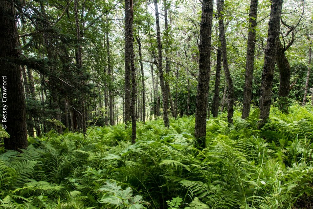 A fern-filled forest at the Wynn Nature Center in Homer, Alaska. Forests are among the most prolific dirt producers. By Betsey Crawford